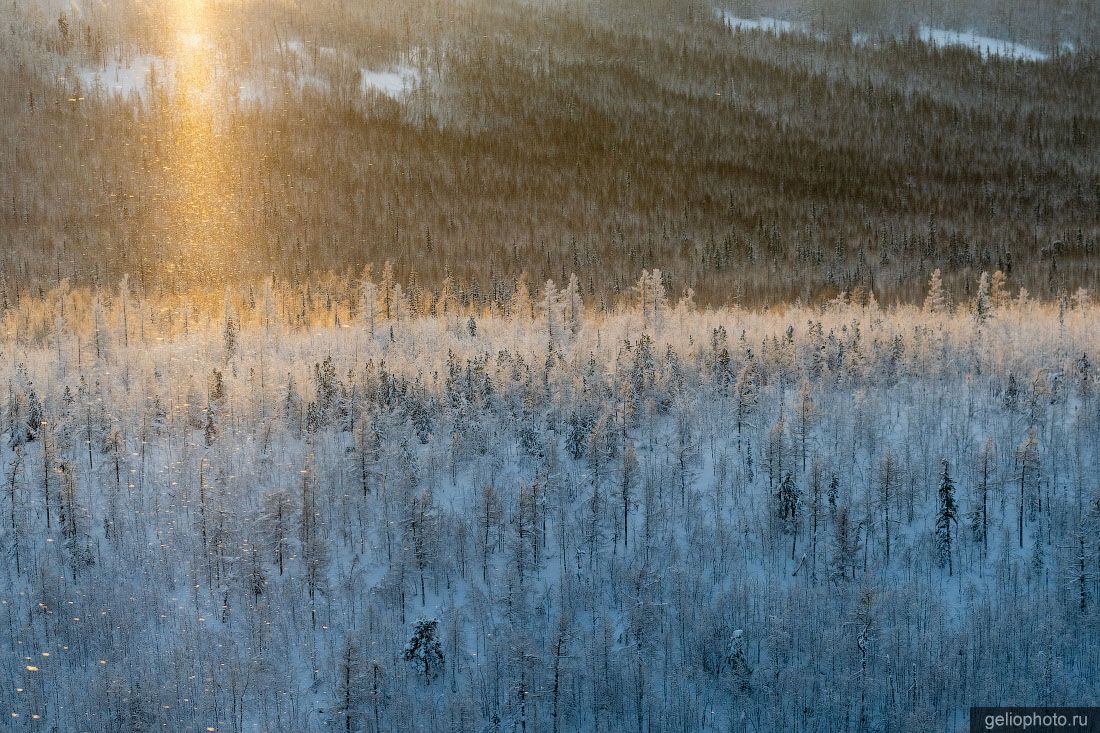 Лес Эвенкии с высоты фото
