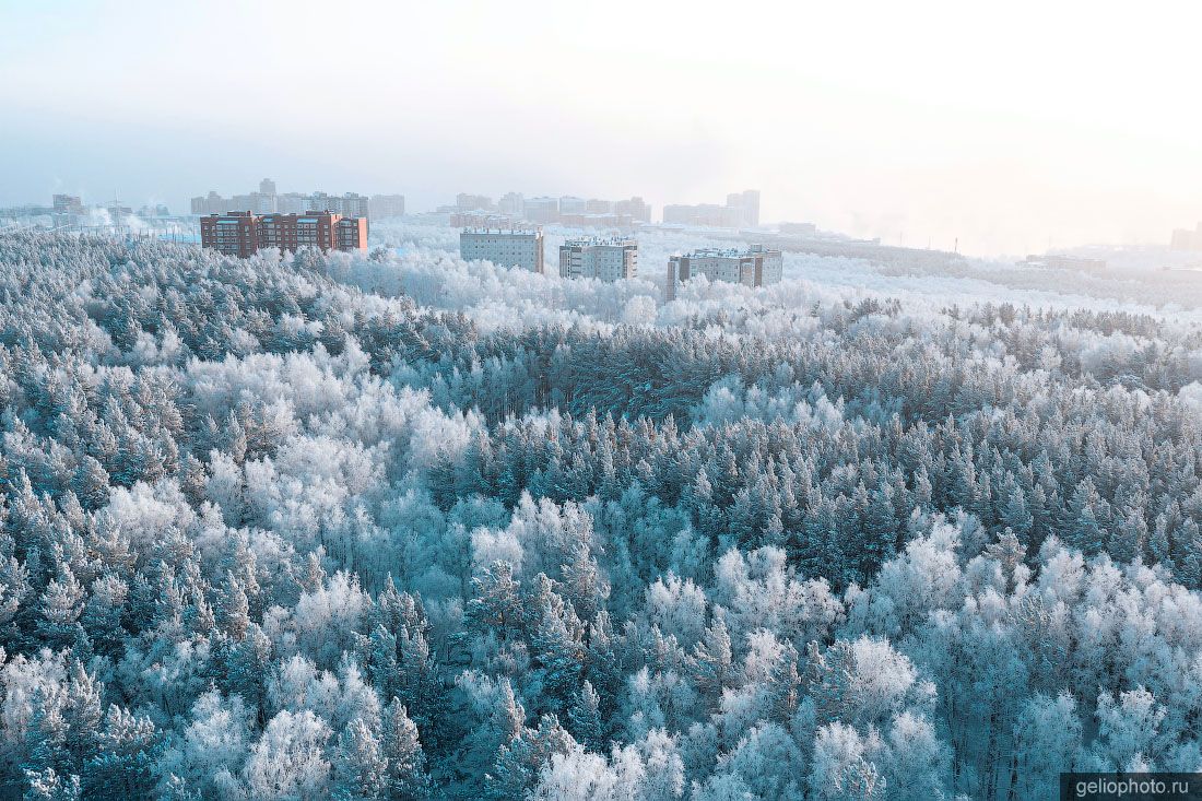 Зимний лес в Красноярске фото