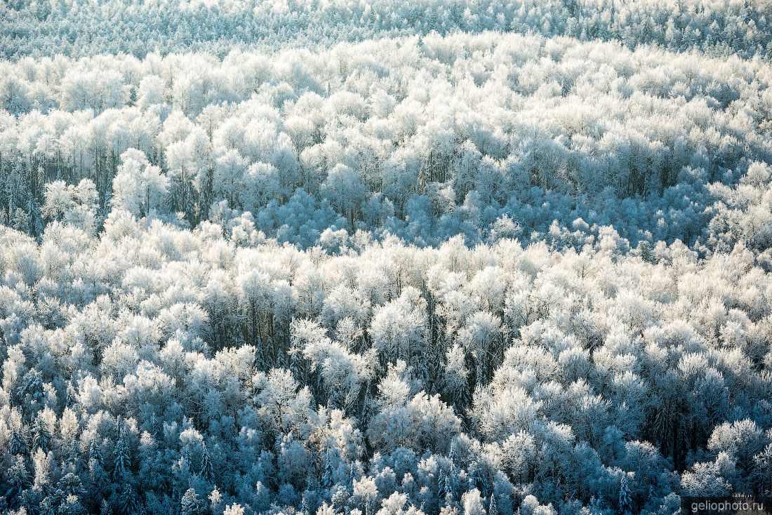 Заснеженный лес Югры с высоты фото