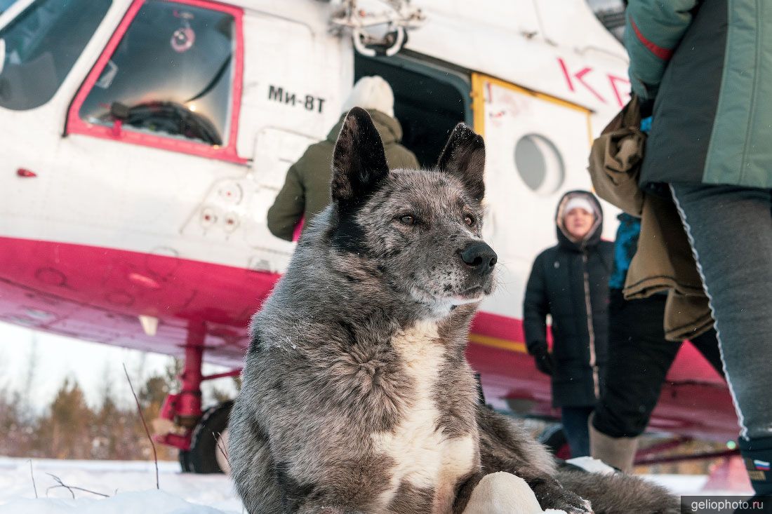 Собака на фоне вертолёта Ми-8Т фото