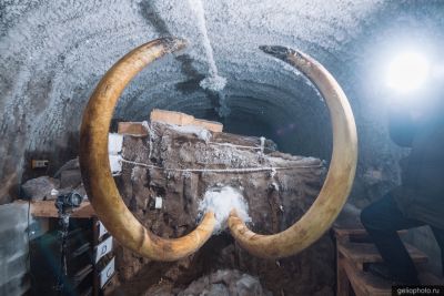 Бивни мамонта в музее в Хатанге фото