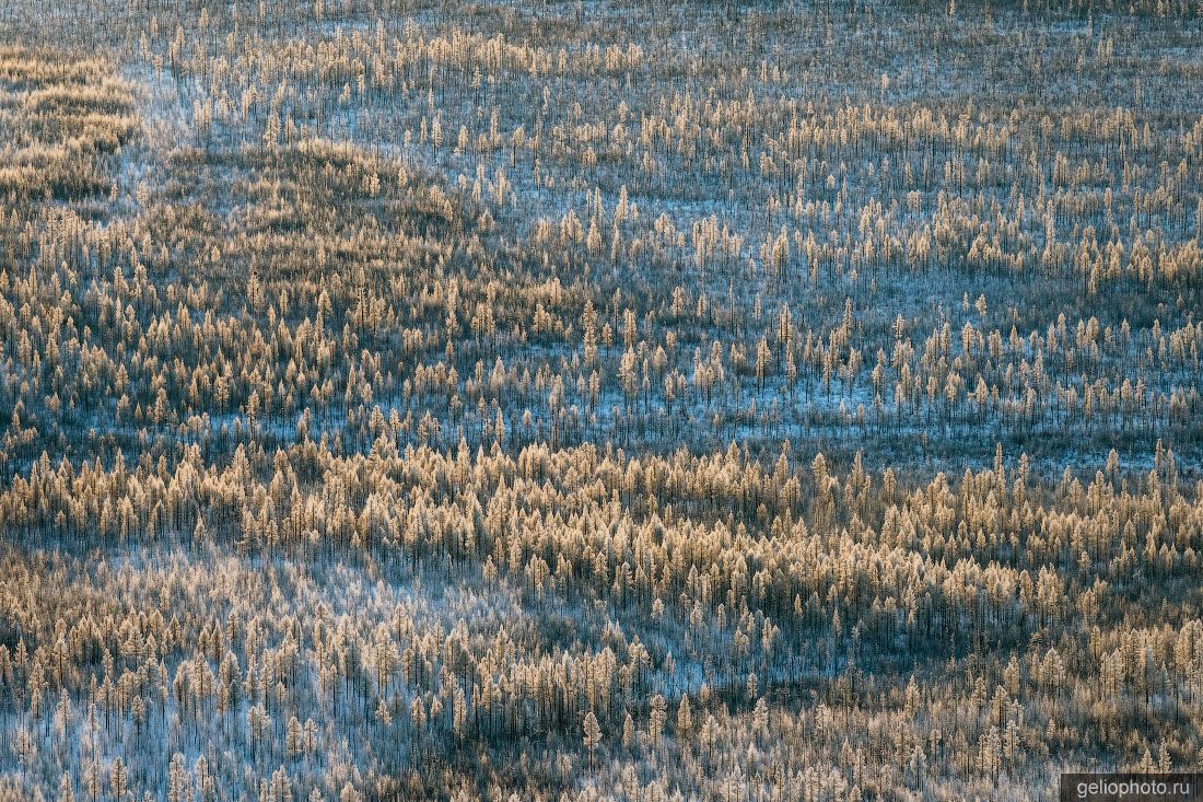 Тайга Эвенкии зимой с высоты фото