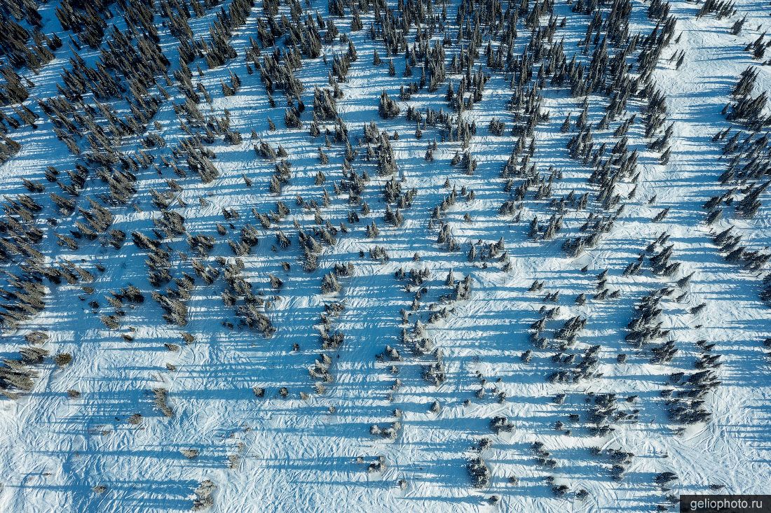 Лес на горнолыжной трассе Шерегеша фото
