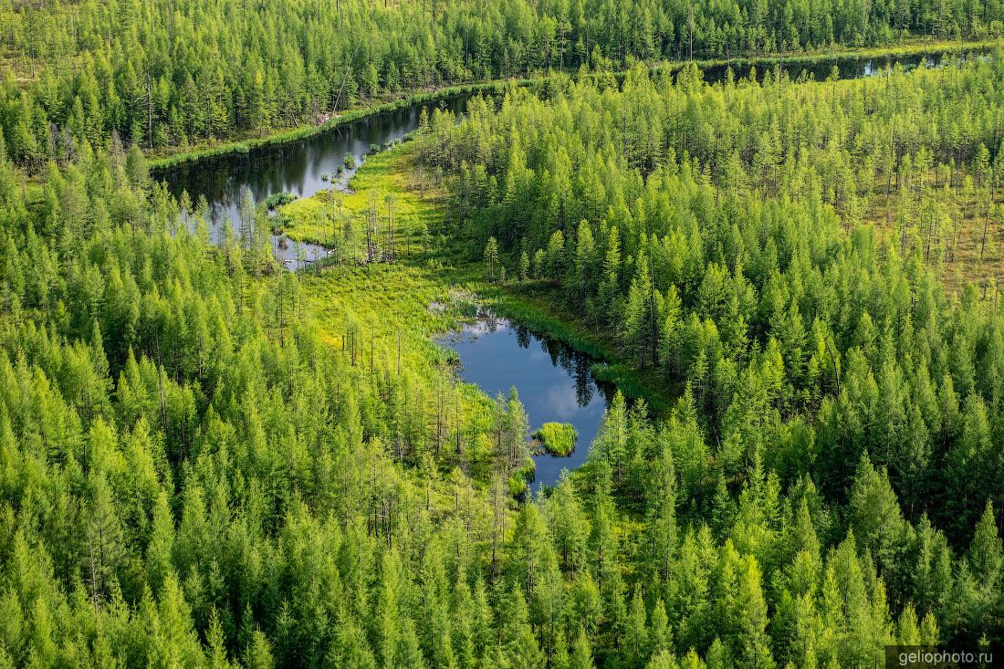 Лес в Южной Якутии летом фото