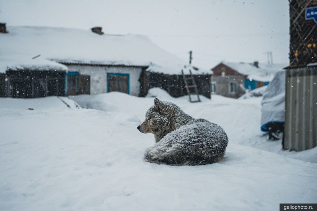 Собака в Жданихе фото