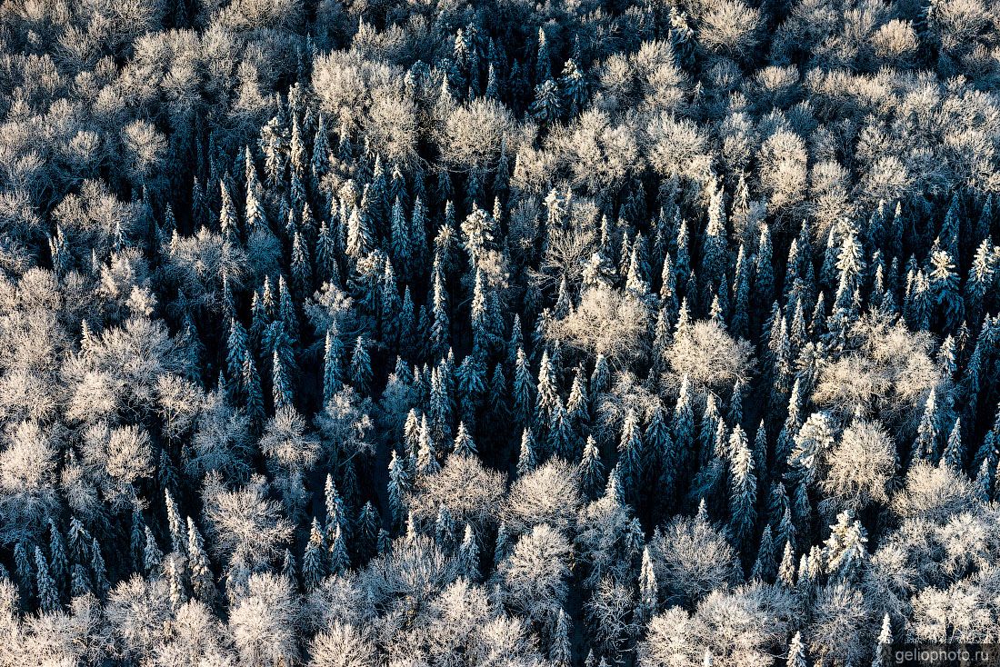 Лес в Югре с высоты зимой фото