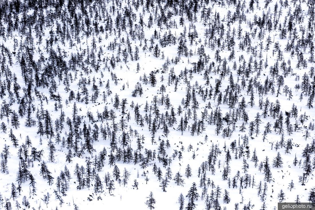 Тайга на Камчатке с высоты фото